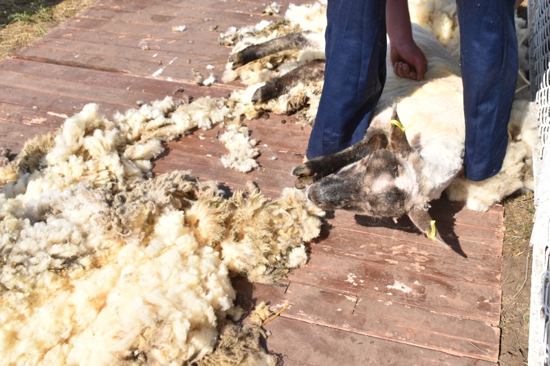На Херсонщине прошел конкурс по ручной стрижке овец