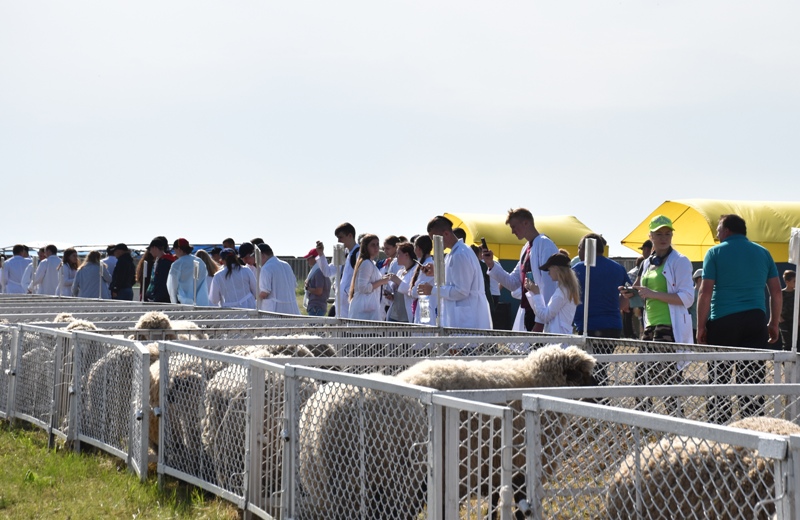 На Херсонщине прошел конкурс по ручной стрижке овец
