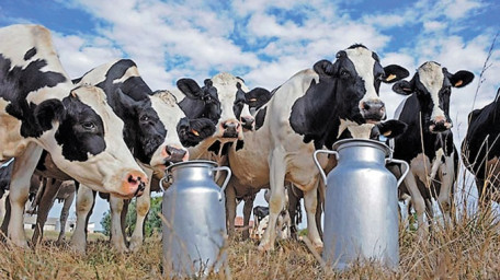 Обговорено проблемні питання виробництва та заготівлі молока від корів, які утримуються в особистих селянських господарствах Горностаївського району