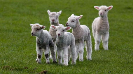 На Херсонщині будуть представлені  інновації у розвитку вівчарства 