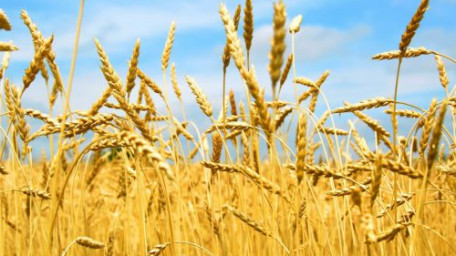 Програма форвардних закупівель зерна врожаю 2017 року ПАТ «Аграрний фонд»