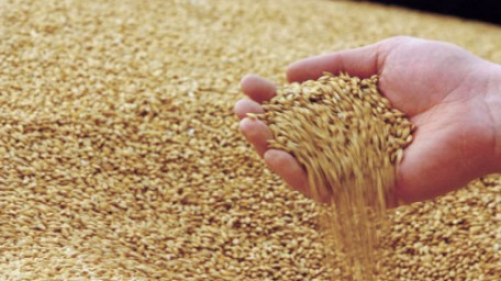 ПАТ «Аграрний фонд» оголошує весняну форвардну програму закупівлі зернових