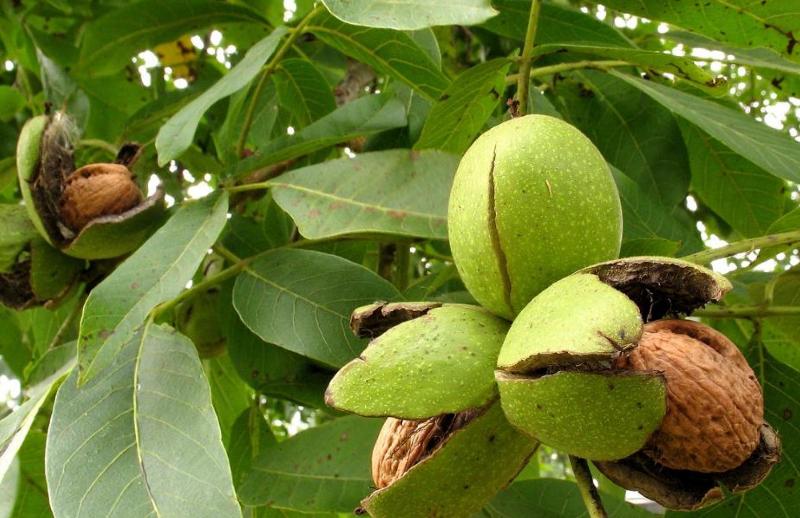 Як вирощувати мигдаль та арахіс в умовах півдня – розкажуть на конференції горіхівників: Агропорт Південь Херсон