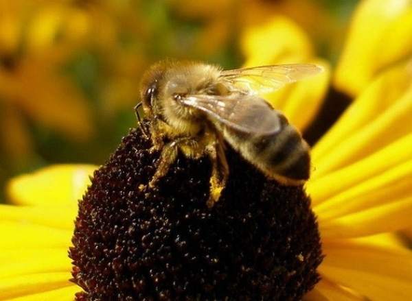 Бджолярі спільно із спеціалістами обговорять наболілі питання та поділяться досвідом роботи у Горностаївці