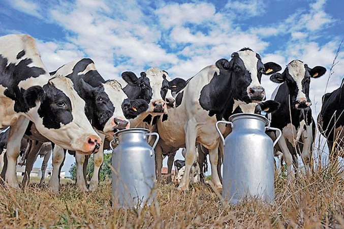 Обговорено проблемні питання виробництва та заготівлі молока від корів, які утримуються в особистих селянських господарствах Горностаївського району