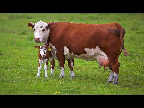 Дотація за молодняк великої рогатої худоби,  який народився у 2018 році в особистих селянських господарствах населення
