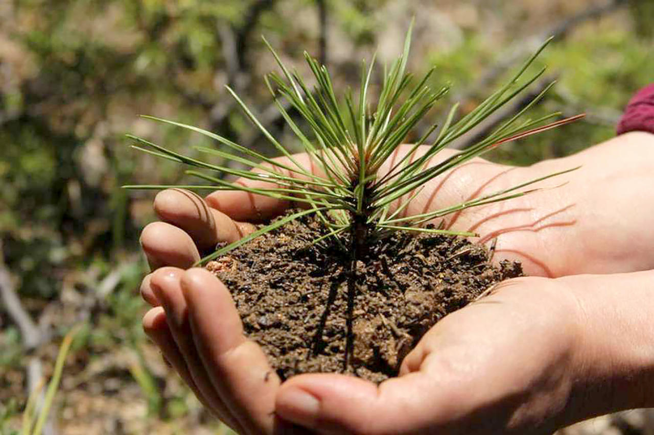 У рамках програми «Зелена країна» на Херсонщині висаджено понад 11 тис. нових дерев