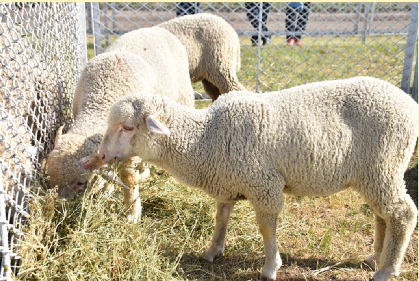  На Херсонщині пройшла Всеукраїнська семінар-нарада з вівчарства 