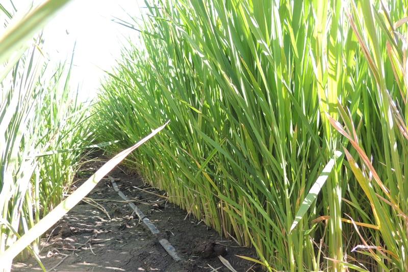 На Херсонщині фермерам представили ефективні та рентабельні способи вирощування рису