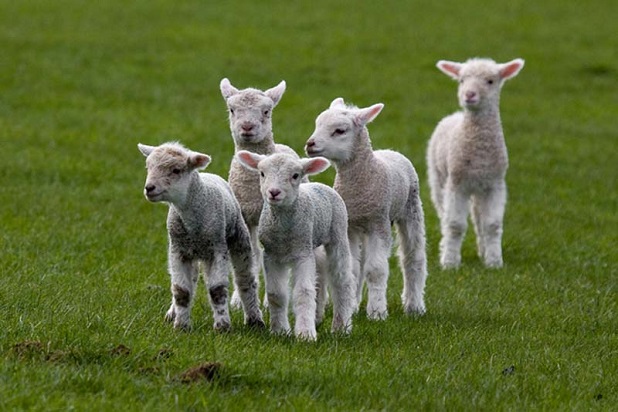На Херсонщині будуть представлені  інновації у розвитку вівчарства 