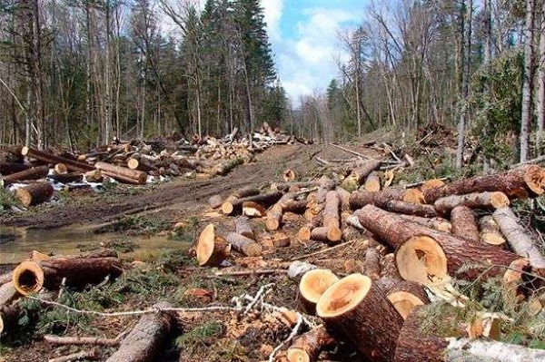 Правоохоронці попереджають про відповідальність громадян за незаконний видобуток лісосировини 