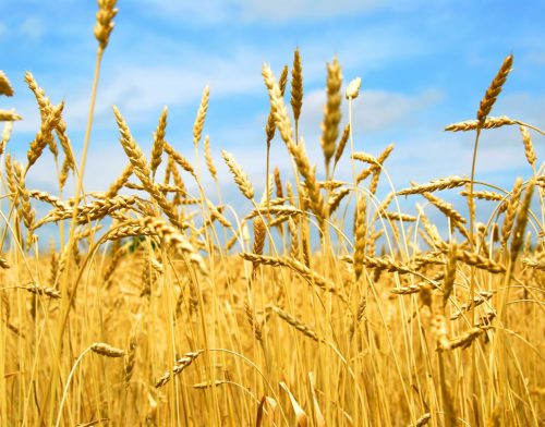 Програма форвардних закупівель зерна врожаю 2017 року ПАТ «Аграрний фонд»