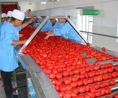 Компанія «Agrofusion» продовжує закупівлю томатів