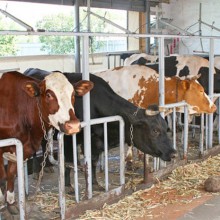 Про відкриття сімейних молочних ферм