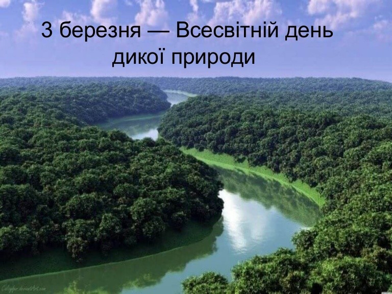 Пейзаж із густим зеленим лісом та звивистою річкою. Зверху розміщено текст: «3 березня — Всесвітній день дикої природи».