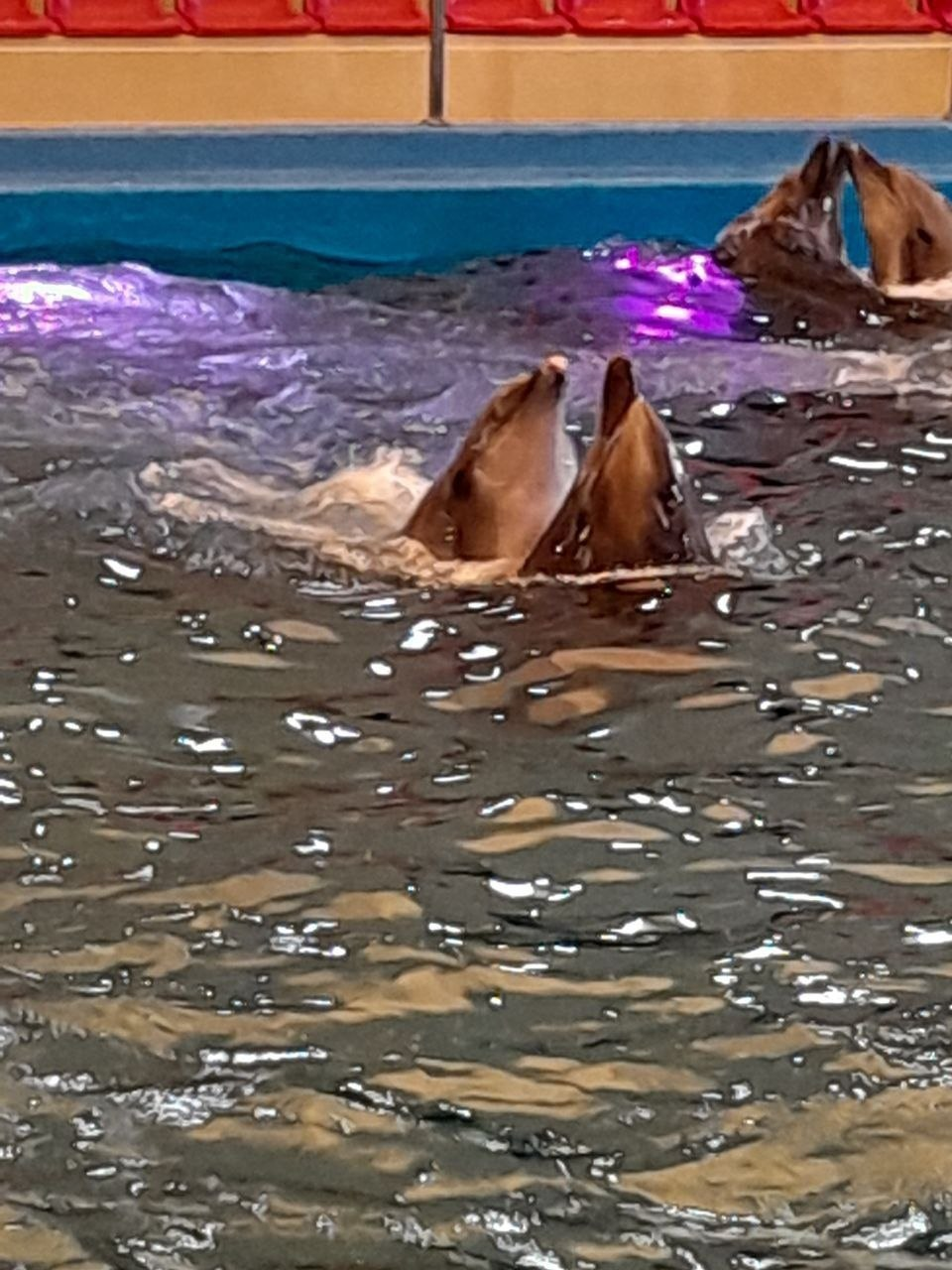 Кілька дельфінів визирають із води в басейні дельфінарію на фоні трибун із червоними сидіннями.