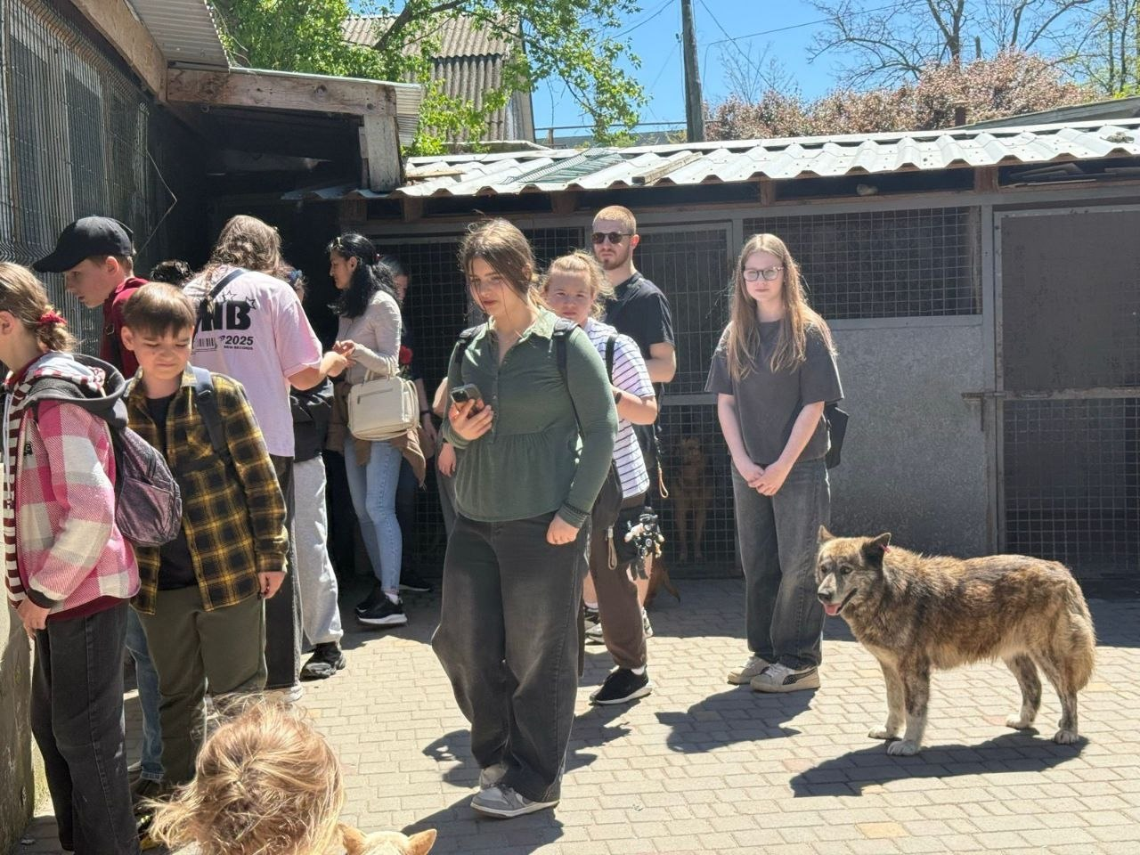 Група підлітків та дорослих на території притулку для тварин стоїть біля вольєрів. Праворуч на брукованому майданчику поруч із відвідувачами стоїть великий пухнастий собака сіро-рудого забарвлення.