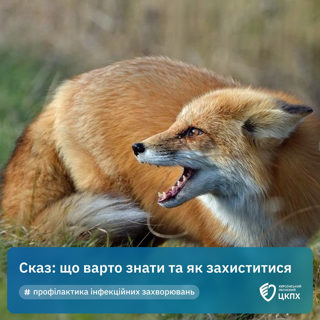 Інформаційний банер Херсонського обласного центру контролю та профілактики хвороб (ЦКПХ), присвячений профілактиці та захисту від сказу. На фотографії великим планом зображена дика руда лисиця з ознаками агресії, яка лежить у траві та оскалила зуби. У нижній частині картки на темно-синьому тлі нанесено білий заголовок: «Сказ: що варто знати та як захиститися», під яким розміщено блакитний маркер із хештегом «# профілактика інфекційних захворювань». У правому кутку розміщено круглий графічний логотип установи з написом «Херсонський обласний цкпх».