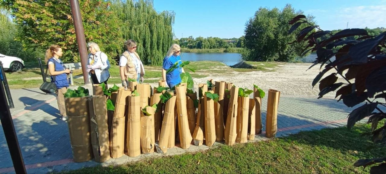 Велика кількість молодих саджанців дерев, обгорнутих захисним коричневим гофрокартоном, вишикувана в ряд на брукованій доріжці біля річки під час екологічного заходу переселенців із Верхньорогачицької громади, які тимчасово проживають у Первомайську. На території міського пляжу «Райдуга» за підтримки Міжнародної організації з міграції (МОМ) четверо жінок-організаторів готують рослини до висадки: ліворуч стоять три жінки у повсякденному одязі та жилетках, а ближче до центру — білява учасниця в синій фірмовій футболці розглядає зелене листя саджанців. Спільна робота ветеранів, молоді та інших ВПО з благоустрою прибережної зони проходить у сонячний день на тлі густих зелених верб, дерев та річки, сприяючи соціальній згуртованості й підтримці психологічного благополуччя.