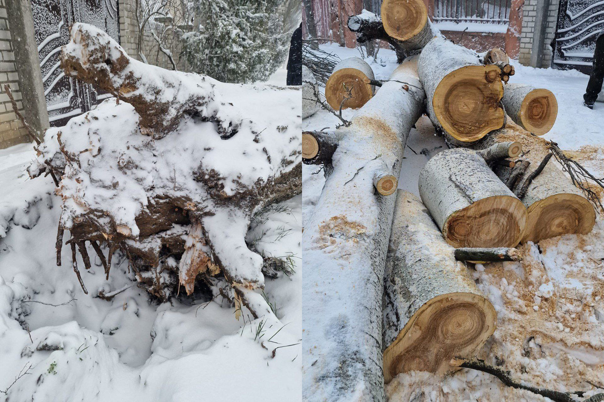 Колаж із двох фотографій: ліворуч — вивернуте з корінням дерево під снігом; праворуч — це ж дерево, розпиляне на колоди комунальними службами для розчищення території.
