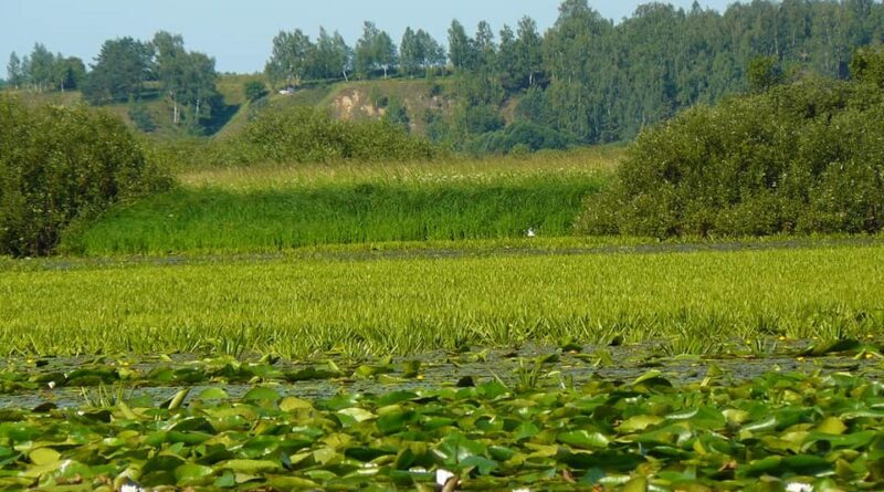 Пейзаж річки або водойми, поверхня якої густо вкрита лататтям та водяною рослинністю. На задньому плані видно зелений берег із високою травою, кущами та деревами під ясним небом.