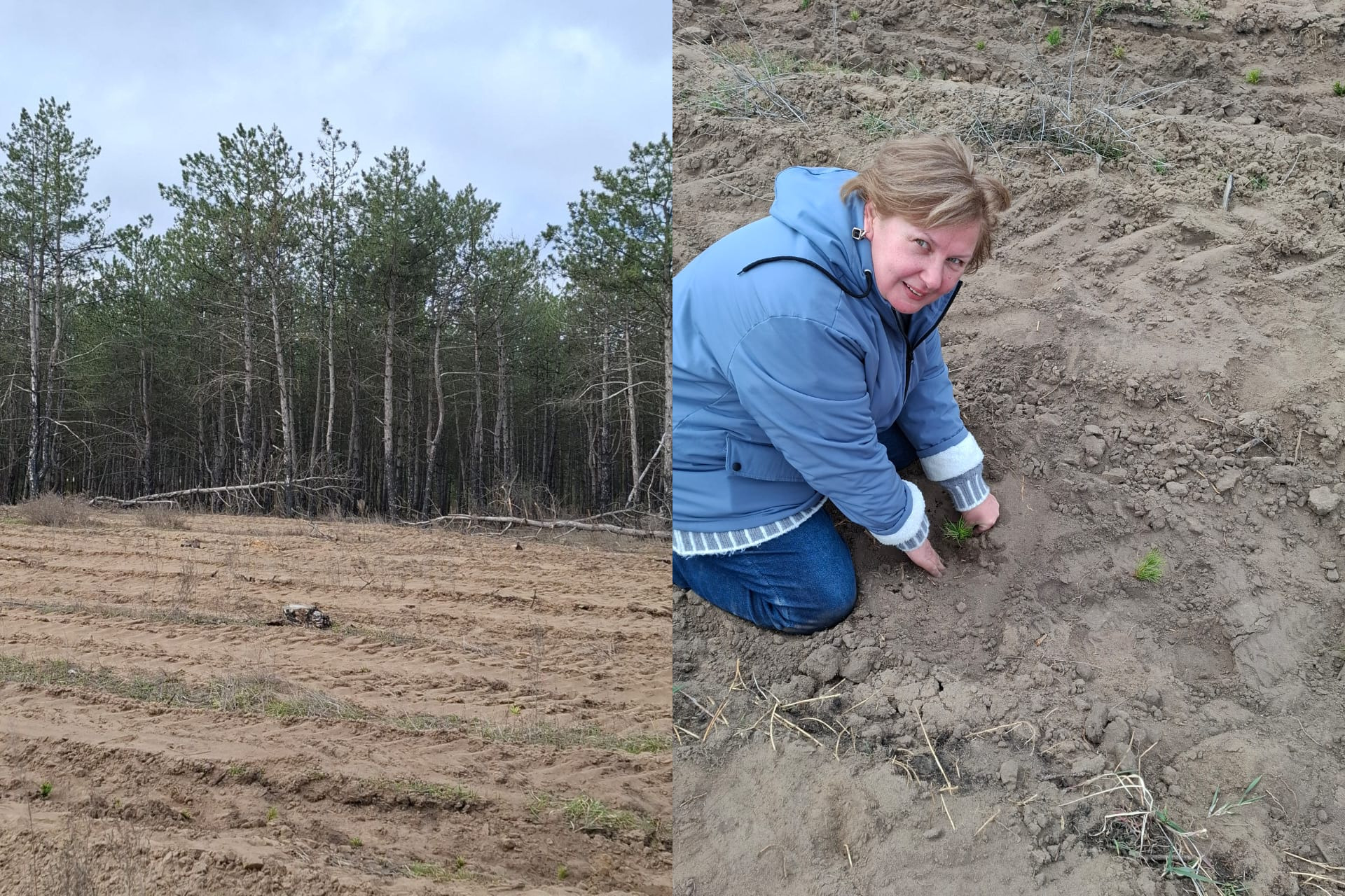 Колаж із двох фото: зліва — відкрита ділянка зораного поля на фоні соснового лісу; справа — жінка в блакитній куртці висаджує маленький саджанець хвойного дерева в піщаний ґрунт.