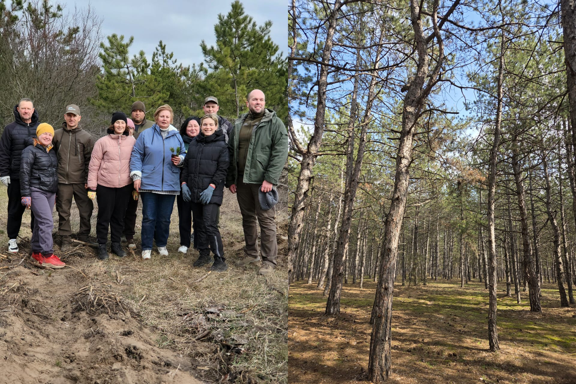 Колаж із двох фото: зліва — група людей у верхньому одязі позує на фоні хвойного лісу та зораної землі; справа — сосновий бір із високими стрункими деревами та моховим покривом під променями сонця.