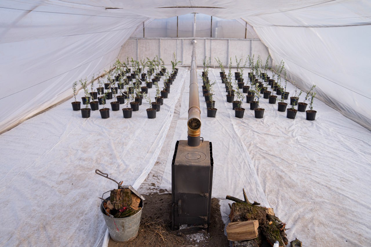 Вигляд зсередини світлої теплиці, де симетричними рядами на білому покритті розставлені десятки горщиків із молодими саджанцями. По центру розташована металева піч із довгим димарем, що тягнеться вздовж усього приміщення. Поруч із піччю стоїть відро з дровами та купа полін.