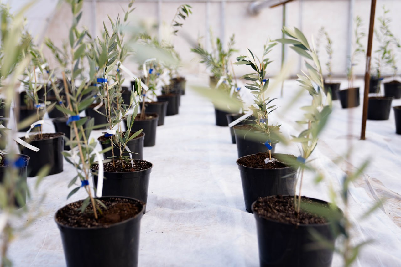 Ряди молодих саджанців у чорних пластикових горщиках, що стоять на білому агроволокні всередині теплиці. Кожна рослина має тонкий стовбур із довгастим зеленим листям, закріплений синьою стрічкою та білою біркою.