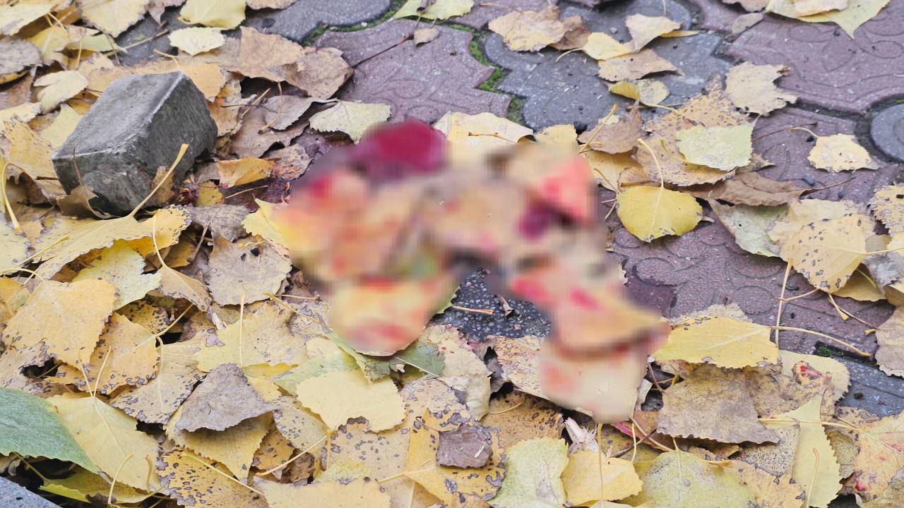  Крупний план, знятий згори, показує бруківку, вкриту шаром сухого осіннього листя переважно жовтого та коричневого кольорів. Серед листя лежить сірий прямокутний камінь (ймовірно, частина бруківки) та розмитий об'єкт, що виглядає як частина тканини або плоть із плямами червоного кольору (через делікатність зображення та ймовірну наявність неприйнятного вмісту, об'єкт частково розмитий). Знімок передає атмосферу осені та, можливо, наслідки якогось інциденту.