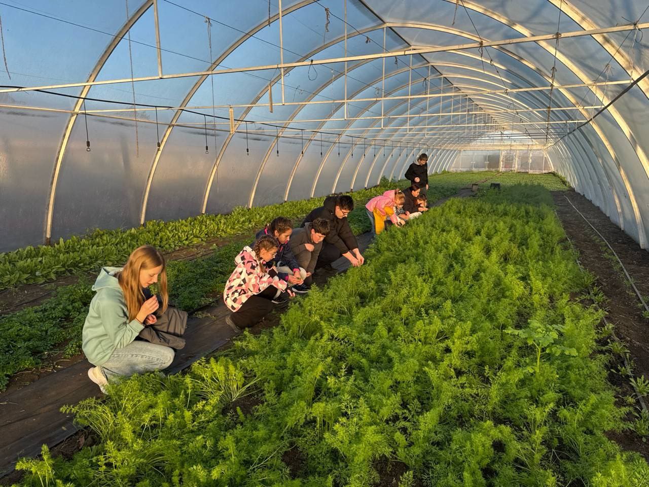 Група дорослих та дітей працює на грядках усередині великої теплиці з прозорим пластиковим дахом. Вони сидять і нахиляються над рядами яскраво-зелених рослин (можливо, молодої моркви чи зелені).