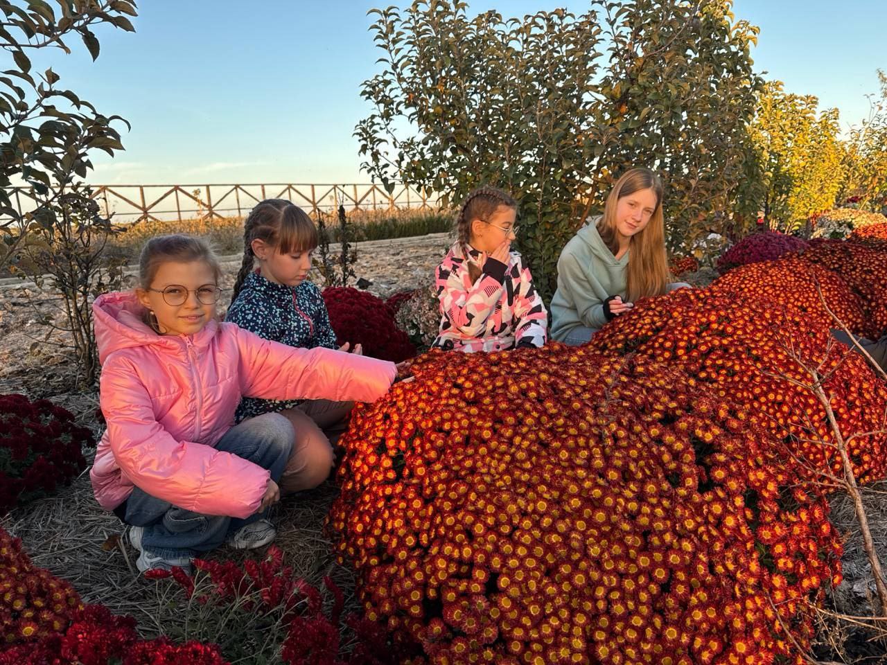 Чотири дівчинки сидять поруч із великими кущами хризантем насиченого червоно-помаранчевого кольору у відкритому полі чи саду. Одна дівчинка у яскраво-рожевій куртці посміхається в камеру.
