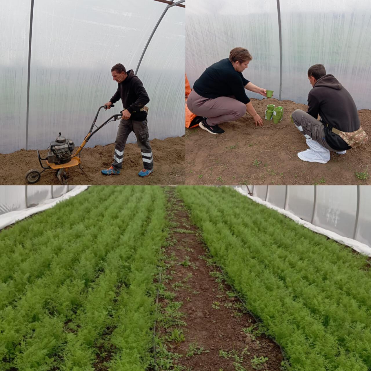 Колаж із трьох кадрів сільськогосподарських робіт у теплиці: у верхньому лівому куті чоловік обробляє ґрунт культиватором; у верхньому правому куті жінка та чоловік садять розсаду; знизу — теплиця, заповнена довгими рядами яскраво-зелених сходів рослин (моркви або кропу).