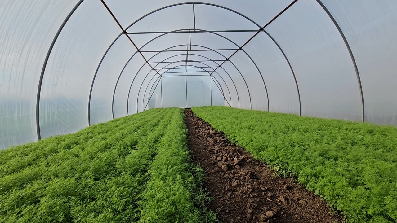 Теплиця з молодими зеленими рослинами, розділеними ґрунтовою доріжкою.